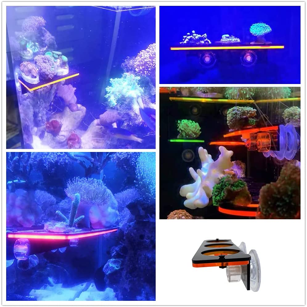 Fluorescencyjny koralowy wspor – Marine Aquarium Design recenzja i cena